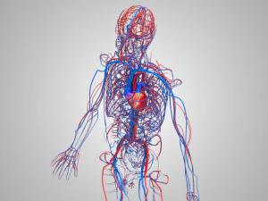 Human Circulatory System 3D Model