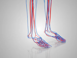 Human Circulatory System 3D Model