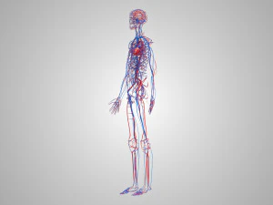 Human Circulatory System 3D Model