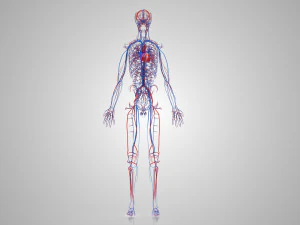 Human Circulatory System 3D Model