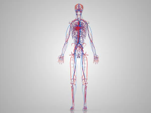 Human Circulatory System 3D Model