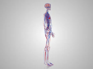 Human Circulatory System 3D Model