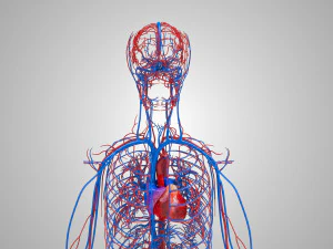 Human Circulatory System 3D Model