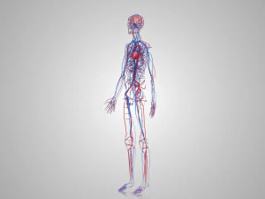 Human Circulatory System 3D Model