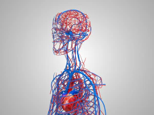 Human Circulatory System 3D Model