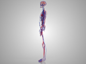 Human Circulatory System 3D-Modell