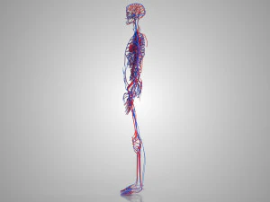 Human Circulatory System 3D Model
