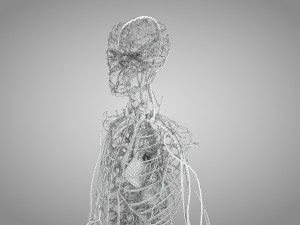 Human Circulatory System 3D-Modell