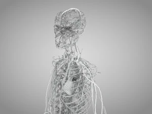 Human Circulatory System 3D Model