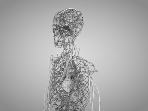Human Circulatory System 3D-Modell