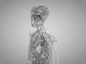 Human Circulatory System 3D Model