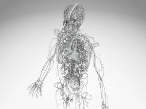 Human Circulatory System 3D Model