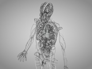 Human Circulatory System 3D-Modell
