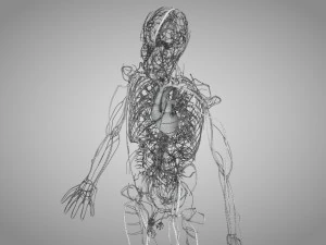 Human Circulatory System 3D Model