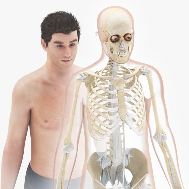 Human Skeleton with ligaments Model 3D .c4d .max .obj .3ds .fbx .stl .blend 