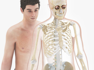 Human Skeleton with ligaments 3D 模型
