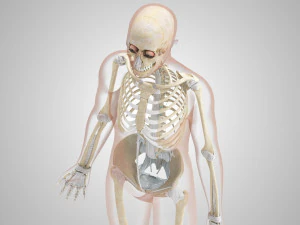 Menselijk skelet met ligamenten 3D Model