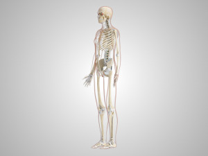 Human Skeleton with ligaments Model 3D