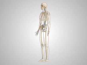 Menselijk skelet met ligamenten 3D Model