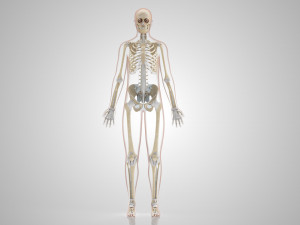 Human Skeleton with ligaments Model 3D