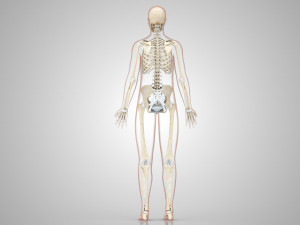 Human Skeleton with ligaments Model 3D