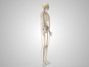 Menselijk skelet met ligamenten 3D Model