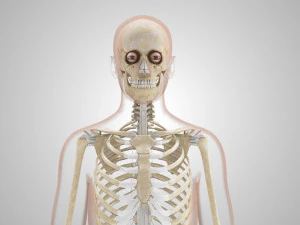 Menselijk skelet met ligamenten 3D Model