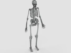 Menselijk skelet met ligamenten 3D Model