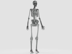 Human Skeleton with ligaments Model 3D