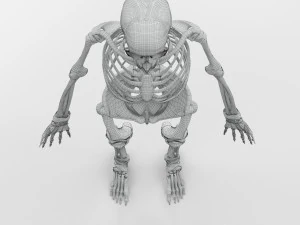 Menselijk skelet met ligamenten 3D Model