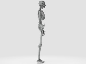 Human Skeleton with ligaments Model 3D