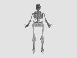 Human Skeleton with ligaments Model 3D