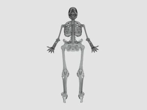 Menselijk skelet met ligamenten 3D Model