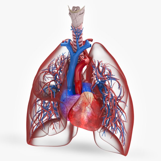 Lungs and Heart 3D Модель .c4d .max .obj .3ds .fbx .stl .blend 