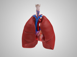 Lungs and Heart 3D Модель