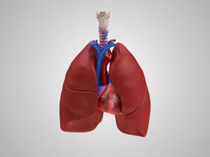 Легкие и сердце 3D Модель