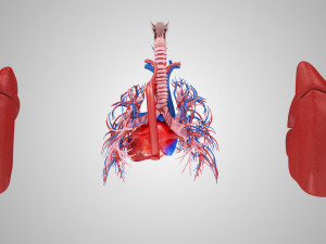 Lungs and Heart 3D Модель