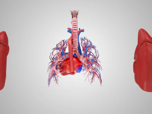 Легкие и сердце 3D Модель