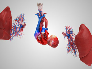 Lungs and Heart 3D Модель