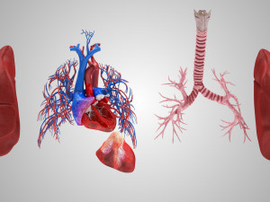 Lungs and Heart 3D Модель