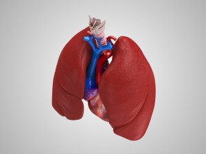 Lungs and Heart 3D Модель