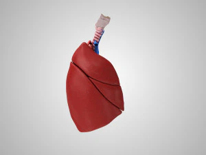 Легкие и сердце 3D Модель