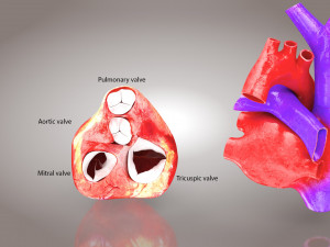 Lungs and Heart 3D Модель