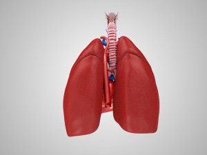 Lungs and Heart 3D Модель