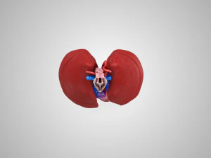 Легкие и сердце 3D Модель