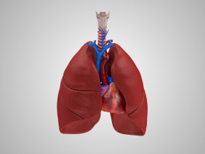 Lungs and Heart 3D Модель