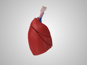 Lungs and Heart 3D Модель