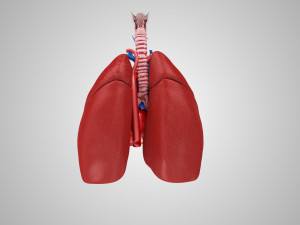 Lungs and Heart 3D Модель