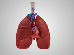 Lungs and Heart 3D Модель