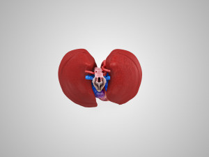 Lungs and Heart 3D Модель